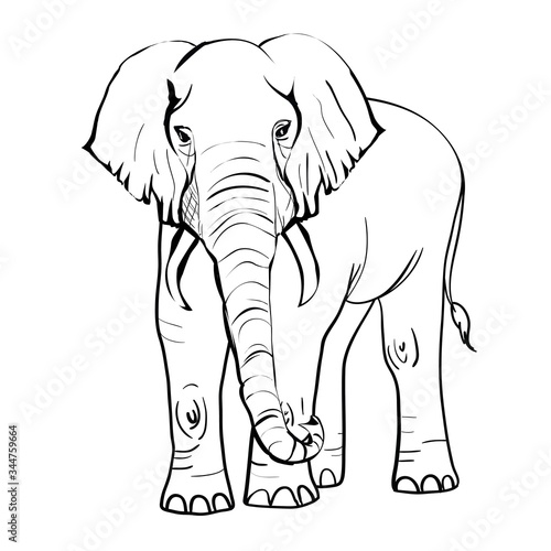 hand drawn sketch of asian elephant illustration done in black ink and isolated on white background