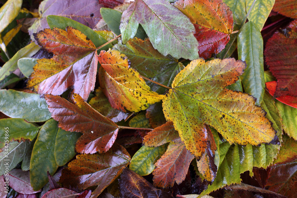 Autumn leaves Autumn leaves
