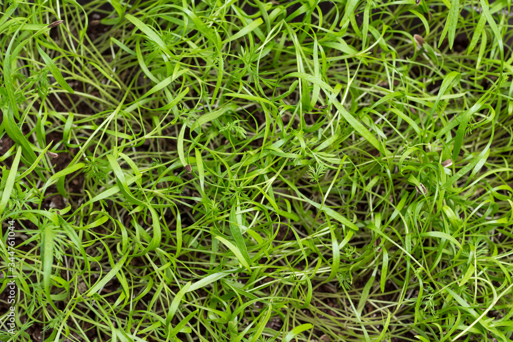 Young sprouts of dill. Microgreens vegan and healthy eating.