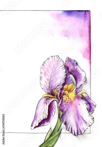 Watercolor part of floral frame for text with gentle iris on right side. White and lilac background with thin black frame. Elegant purple flower with soft yellow core. Hand drawn summer illustration