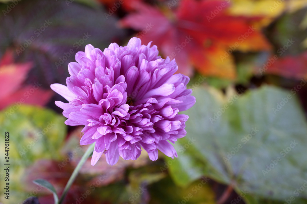 Chrysanthemum and autumn leaves Chrysanthemum and autumn leaves