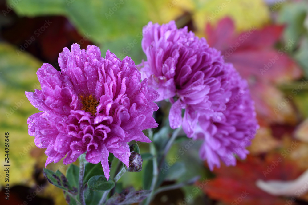 Chrysanthemums and autumn leaves Chrysanthemums and autumn leaves