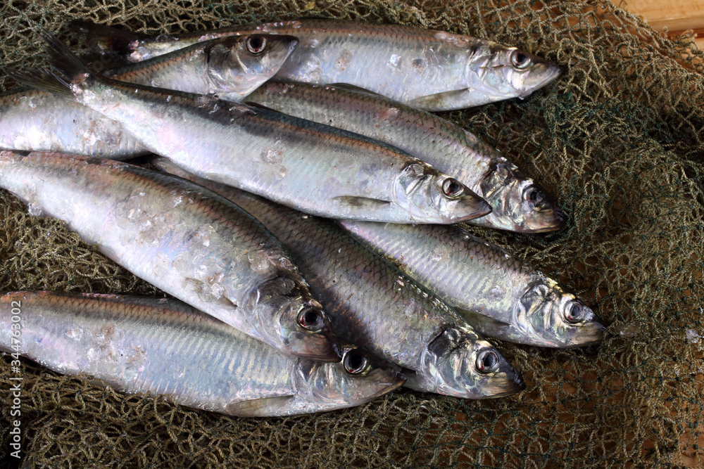 Herring on net Herring on net