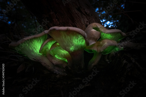 Glow in the dark green bioluminescent Ghost Fungus (Omphalotus nidiformis) mushroom.