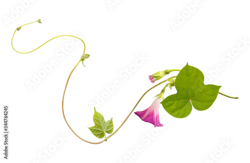 Isolated flower of Convolvulus or bindweed. Creeping plant blooming with purple flowers