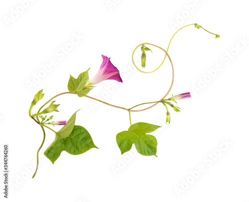 Isolated flower of Convolvulus or bindweed. Creeping plant blooming with purple flowers