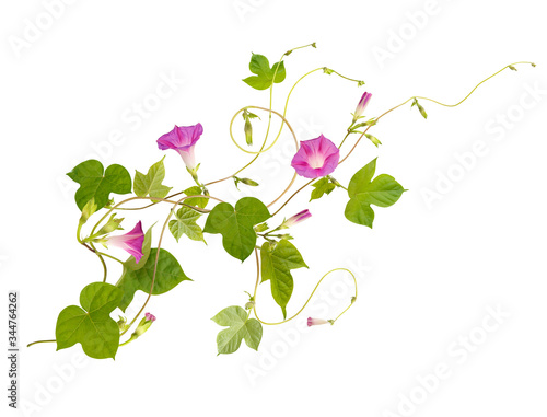 Isolated flower of Convolvulus or bindweed. Creeping plant blooming with purple flowers photo