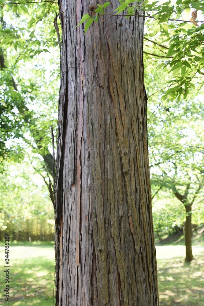 Japanese cypress (Hinoki cypress) / Cupressaceae evergreen coniferous tree Japanese cypress (Hinoki cypress) / Cupressaceae evergreen coniferous tree