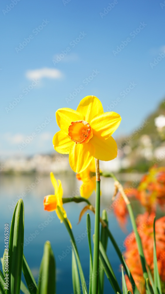 Flowers Montreux April 2020