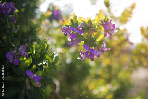 beautiful floral background with the image of a flowering branch and sunbeams