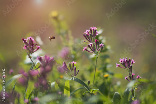 beautiful floral background with the image of a meadow, lilac flowers and a bee