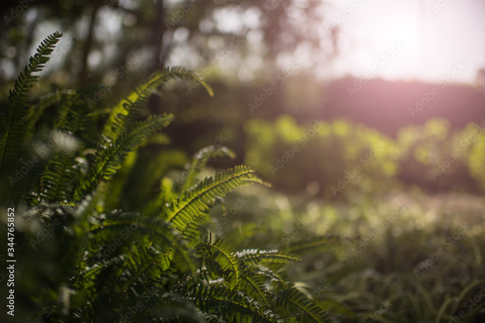 beautiful foliage background with fern branches and sun rays