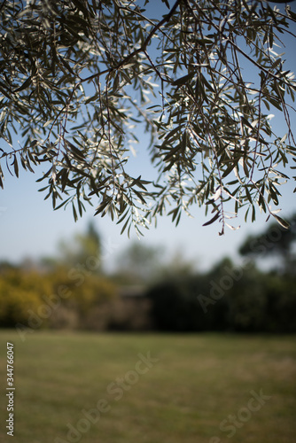beautiful foliage background with the image of a meadow and olive branches and sun rays