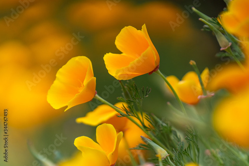 California Poppies blooming in the Spring