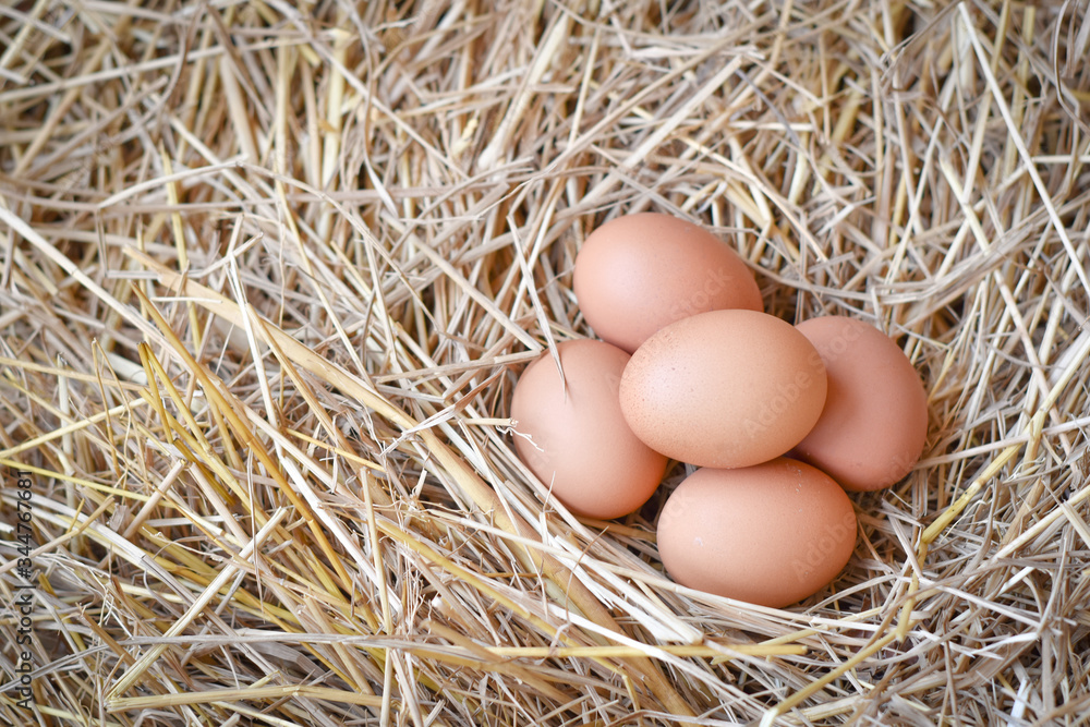 Top view chicken eggs in the nest