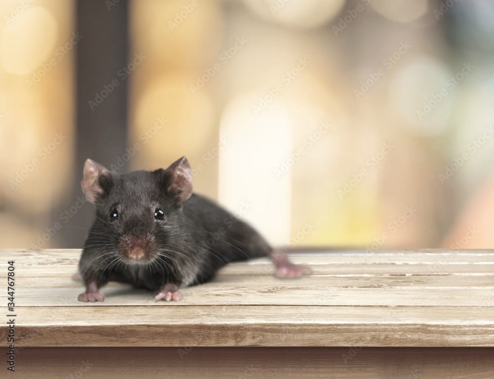 Obraz premium Black.