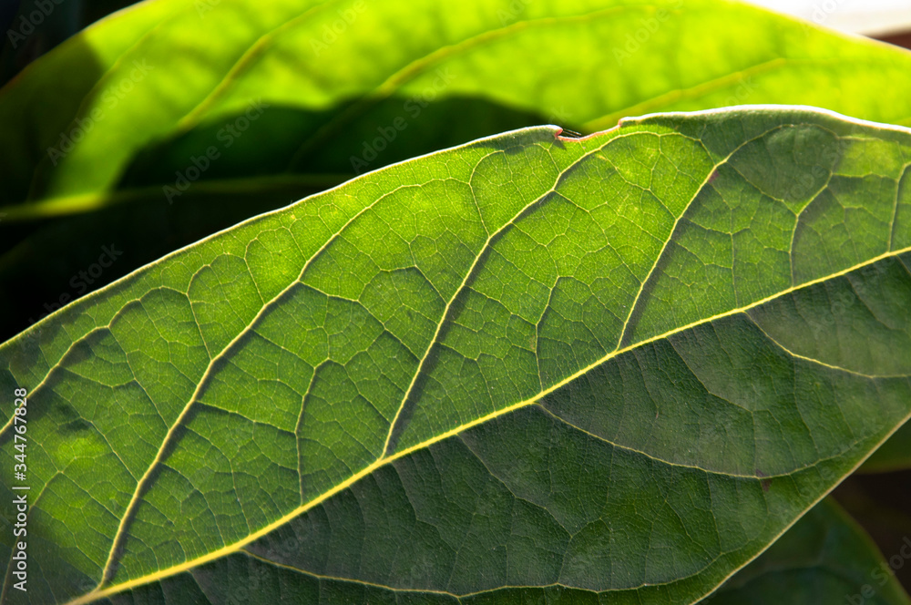 Fototapeta premium Textured green leaf with a slight defect is highlighted by the sun