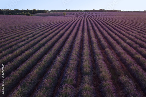 Awesome lavender field, aero photo