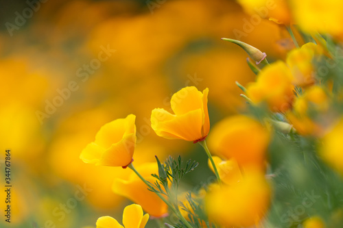 California Poppies blooming in the Spring