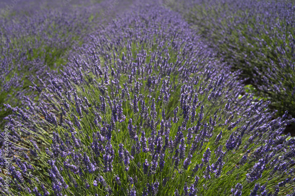 Fototapeta premium Lavender field closed up in summer travel in France, Provence