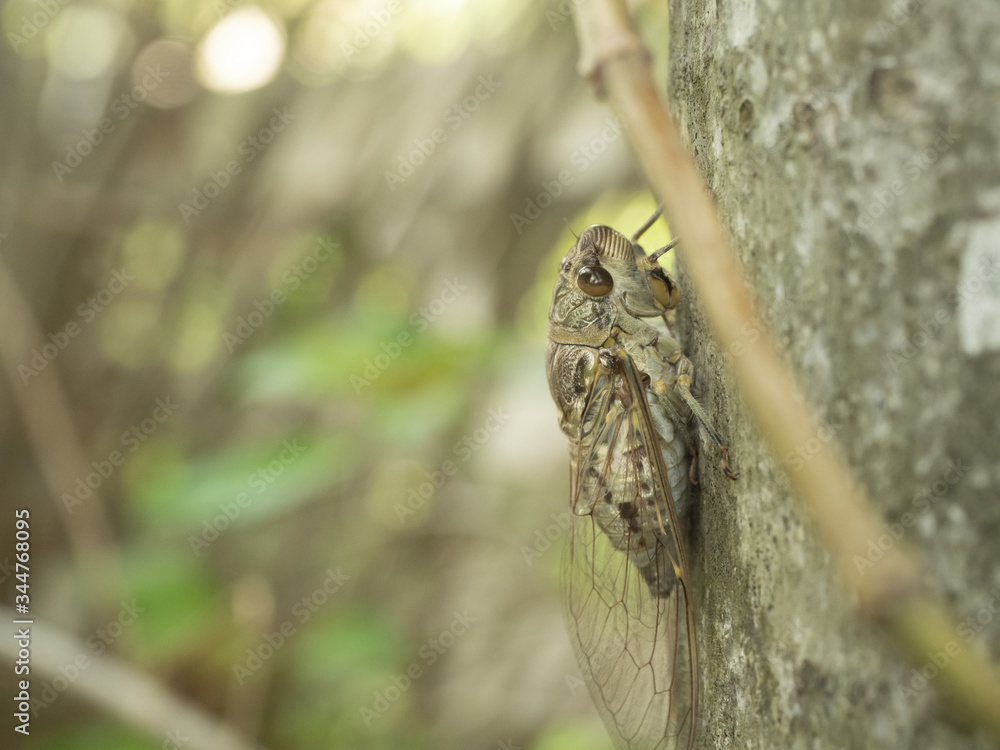 Cicada on the tree trunk , Tropical Insects of Asia on tree with natural green background Cicada on the tree trunk , Tropical Insects of Asia on tree with natural green background