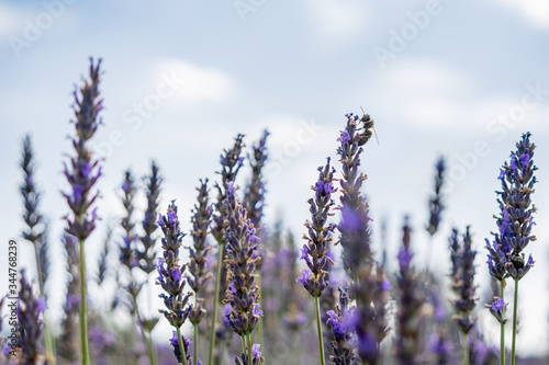 Honeybee is sitting on lavender, making organic honey in Provence, France