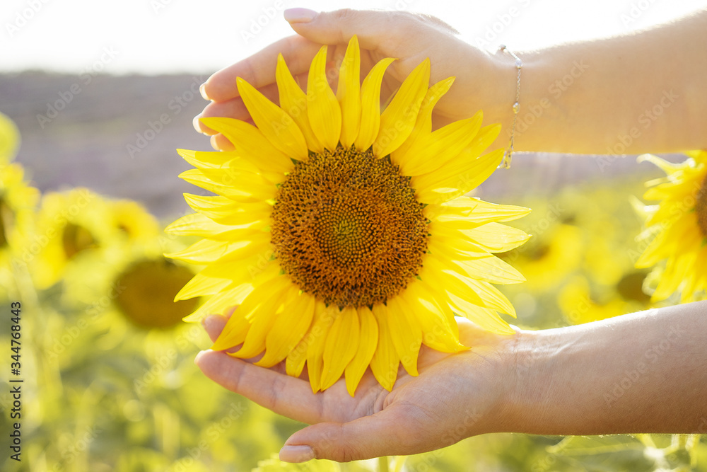 Fototapeta premium Girl is holding sunflower in her hands in summer in Provence, France