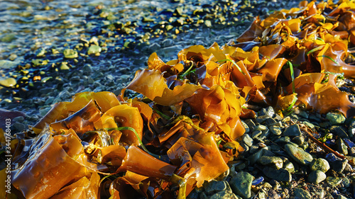 Algae Laminaria. North Pacific coast. Russia, Petropavlovsk-Kamchatsky. algae lie on the shores of the Pacific Ocean.