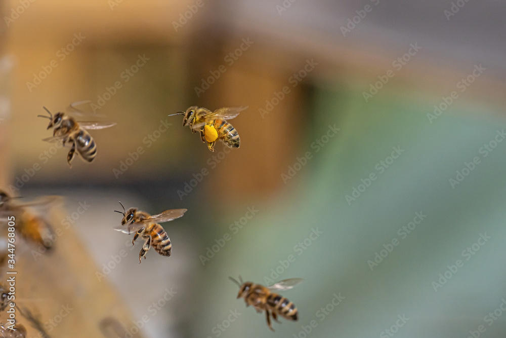Close up of flying honey bees into beehive apiary Working bees collecting yellow pollen Close up of flying honey bees into beehive apiary Working bees collecting yellow pollen