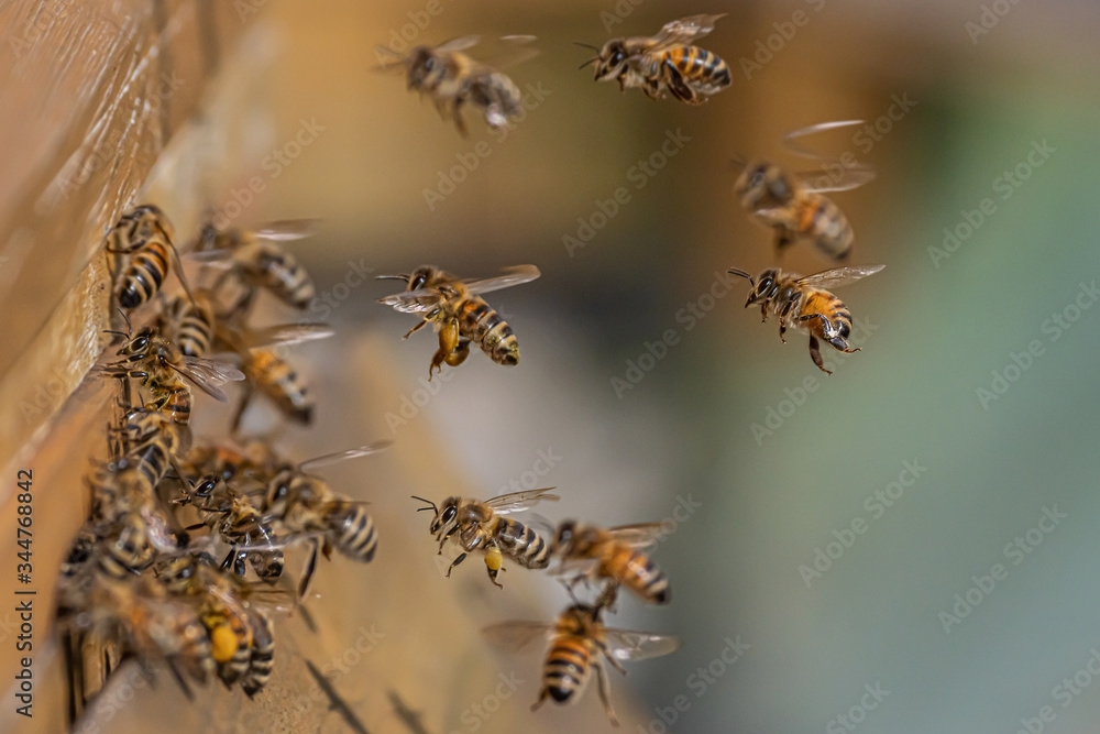 Close up of flying honey bees into beehive apiary Working bees collecting yellow pollen Close up of flying honey bees into beehive apiary Working bees collecting yellow pollen