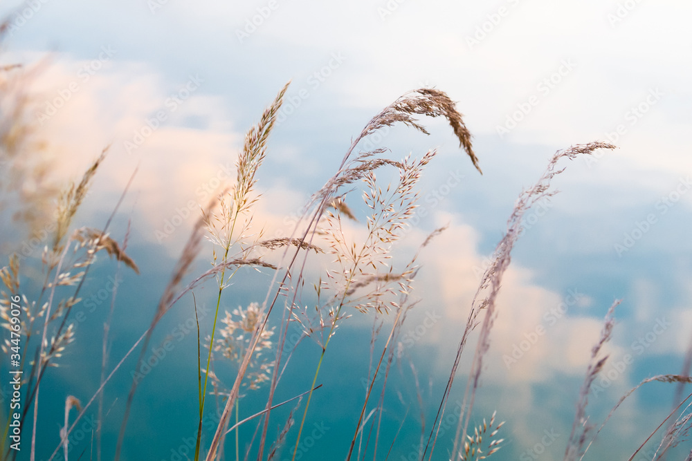 Plants on water surface with sky reflection. Captured in France on Lake Castillon