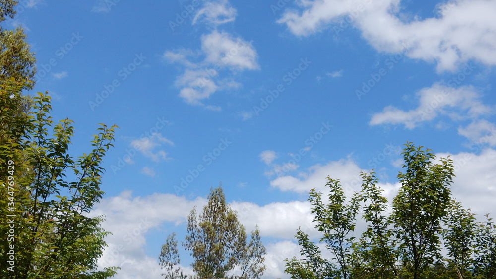 Obraz premium 若葉