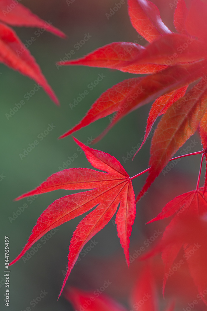 Red Japanese Maple Tree Leaves blooming in the Spring Red Japanese Maple Tree Leaves blooming in the Spring