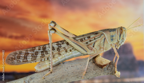 Closeup of a locust on a branch with a colorful background photo