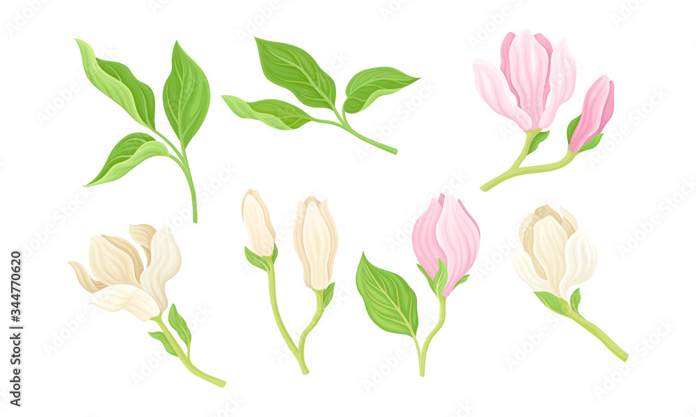 Magnolia Flower Buds on Stalk with Fibrous Leaves Vector Set Magnolia Flower Buds on Stalk with Fibrous Leaves Vector Set