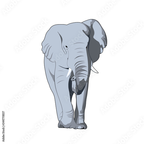 gray elephant. front view. illustration of realistic mammal. simple design element for t-shirt  banner  poster  invitation  flyer  placard. vector animal print
