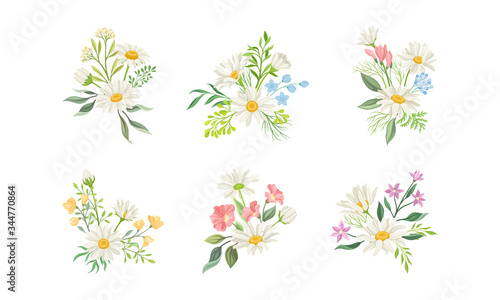 Daisy Flowers and Meadow Flora with Green Branches Compositions Vector Set