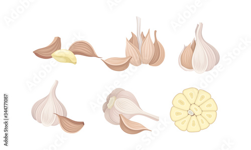 Whole and Sliced Garlic as Aromatic Healthy Condiment for Food Preparation Vector Set