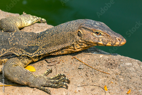 Monitor lizard  Varanus salvator  live in Lumpini park  Bangkok