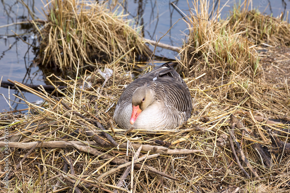 Birds breed everywhere in spring. Here a greylag goose sits on its nest.