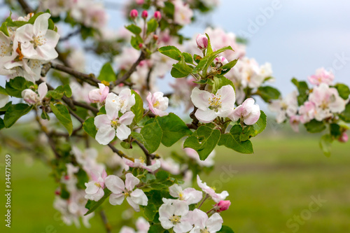 Obraz na płótnie View of the flowers of an apple tree in spring. w salonie