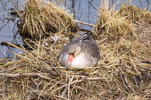 Obraz na płótnie Birds breed everywhere in spring. Here a greylag goose sits on its nest. w salonie