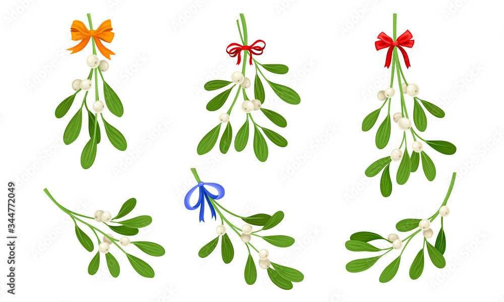 Mistletoe or Viscum Branches with Oblong Leaves and Berries Tied in Ribbons Vector Set Mistletoe or Viscum Branches with Oblong Leaves and Berries Tied in Ribbons Vector Set