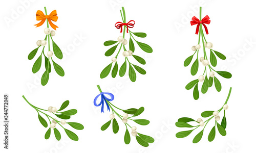 Mistletoe or Viscum Branches with Oblong Leaves and Berries Tied in Ribbons Vector Set