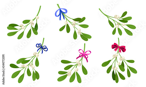 Mistletoe or Viscum Branches with Oblong Leaves and Berries Tied in Ribbons Vector Set