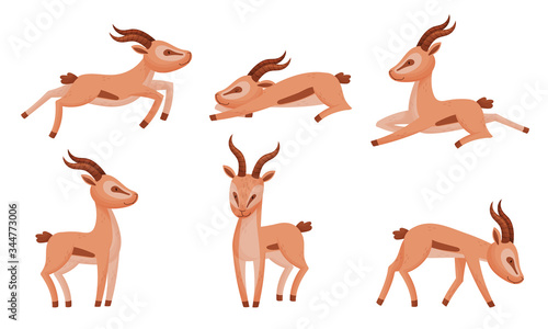 Impala Animal with Horns in Different Poses Vector Set