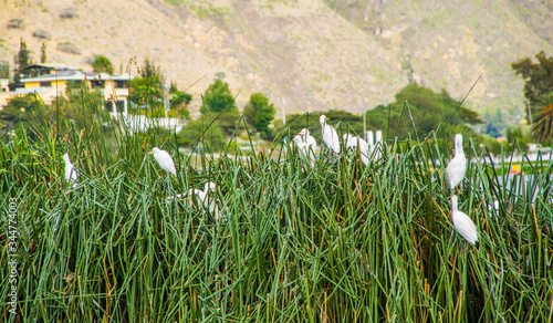 Close up of some herons standing over a totoras, typical plants in the beautiful Yahuarcocha lake, with the mountain behind in Ecuador photo