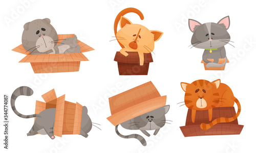 Cute Cat Sitting and Sleeping in Carton Box Vector Set