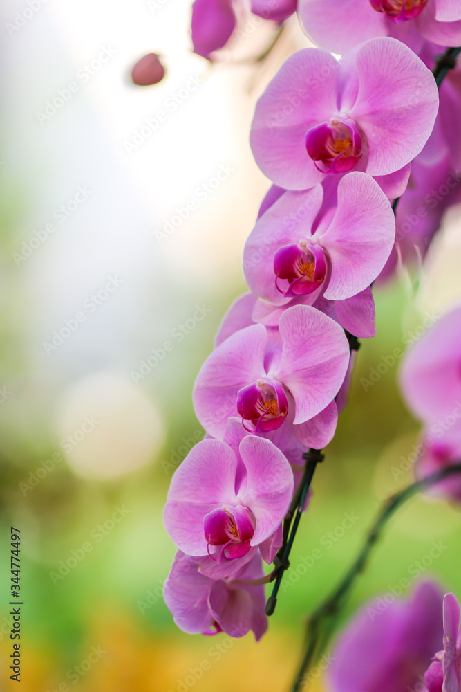 Obraz premium Orchid flowers with blured nature copyspace background.
