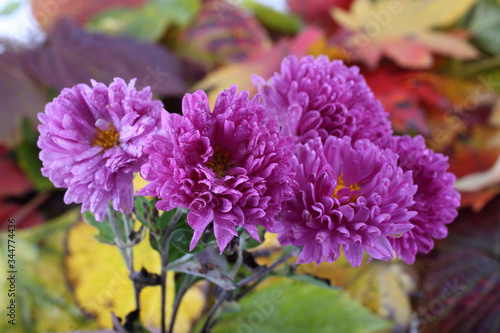 Chrysanthemums and autumn leaves